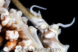 Xeno crab face. Nikon D200, 105 lens with extension tube,... by Erika Antoniazzo 